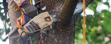 Lawn Pest Prevention in Roy, UT