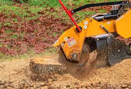 Best Root Management and Removal  in Roy, UT