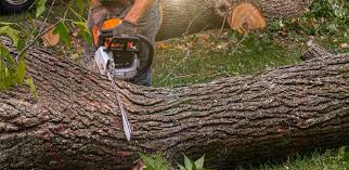 Best Aeration Services  in Roy, UT