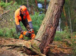 Best Tree and Shrub Care  in Roy, UT