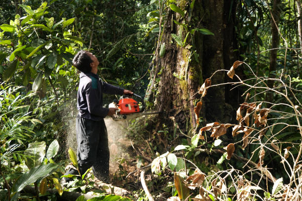 Best Arborist Consultation Services  in Roy, UT
