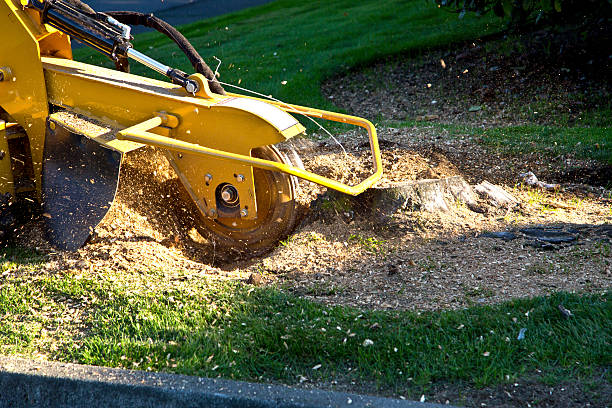 How Our Tree Care Process Works  in  Roy, UT