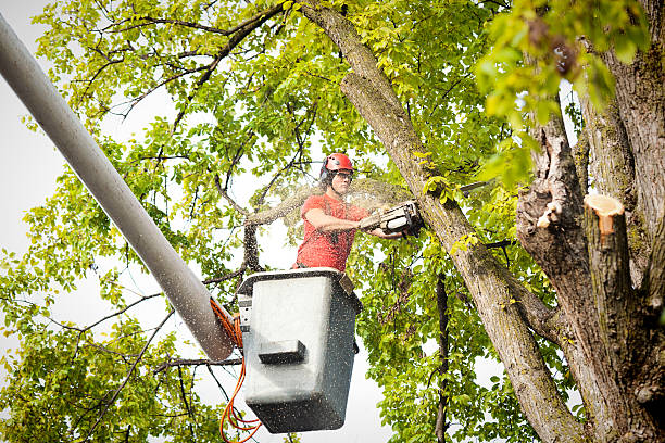 Best Emergency Tree Removal  in Roy, UT